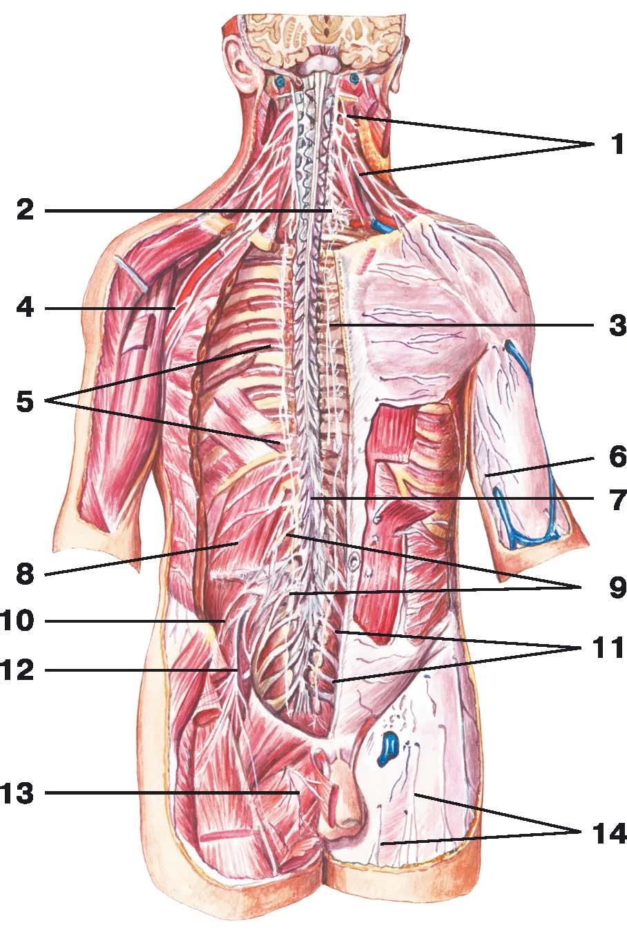 Строение человека внутренние со спины. Диафрагмальный нерв анатомия. Расположение органов со спины. Анатомия человека со спины органы.