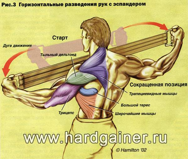 11. Эспандер для развития мышц верха спины (Трапециевидная и широчайшие мышцы)