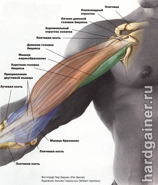 Короткое крепление бицепса и длинное разница