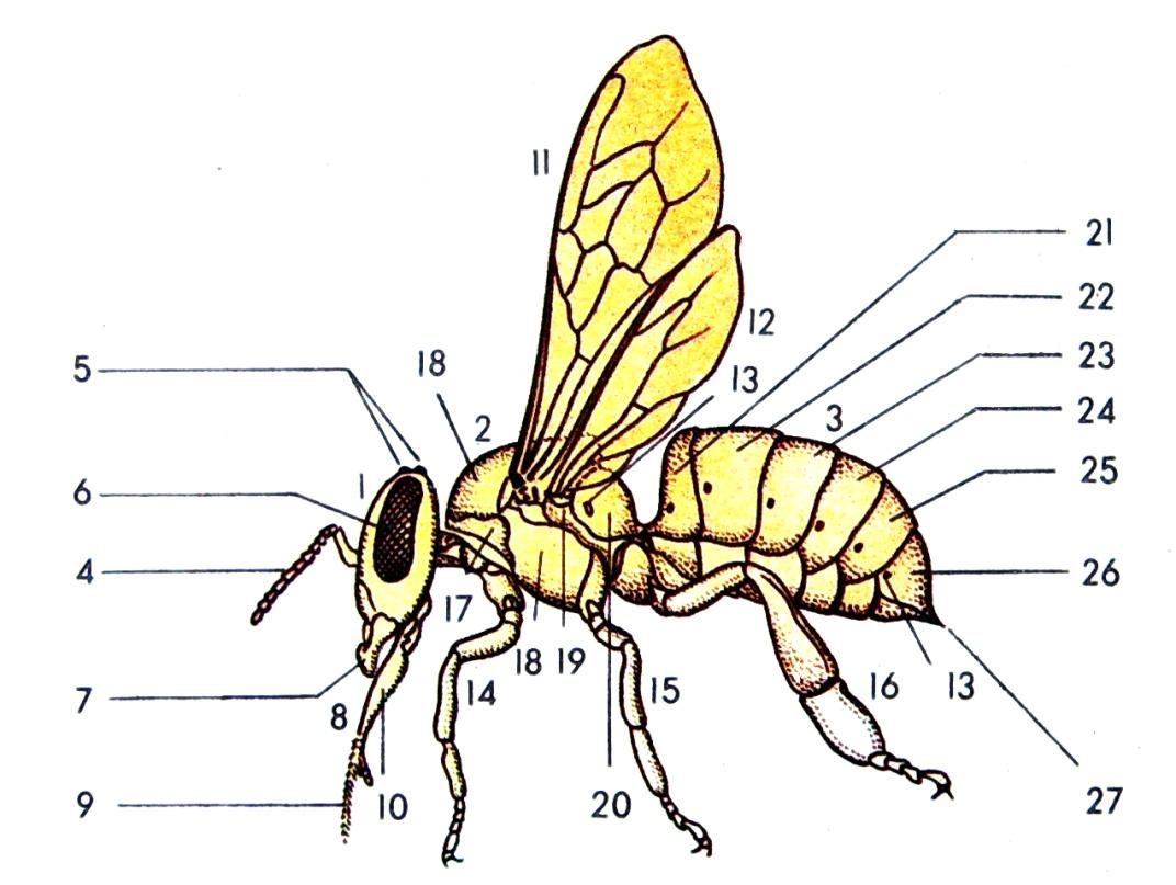 Какая голова пчел. Внешнее строение медоносной пчелы. Отделы тела пчелы медоносной. Анатомия пчелы медоносной. Строение медоносной пчелы рисунок.