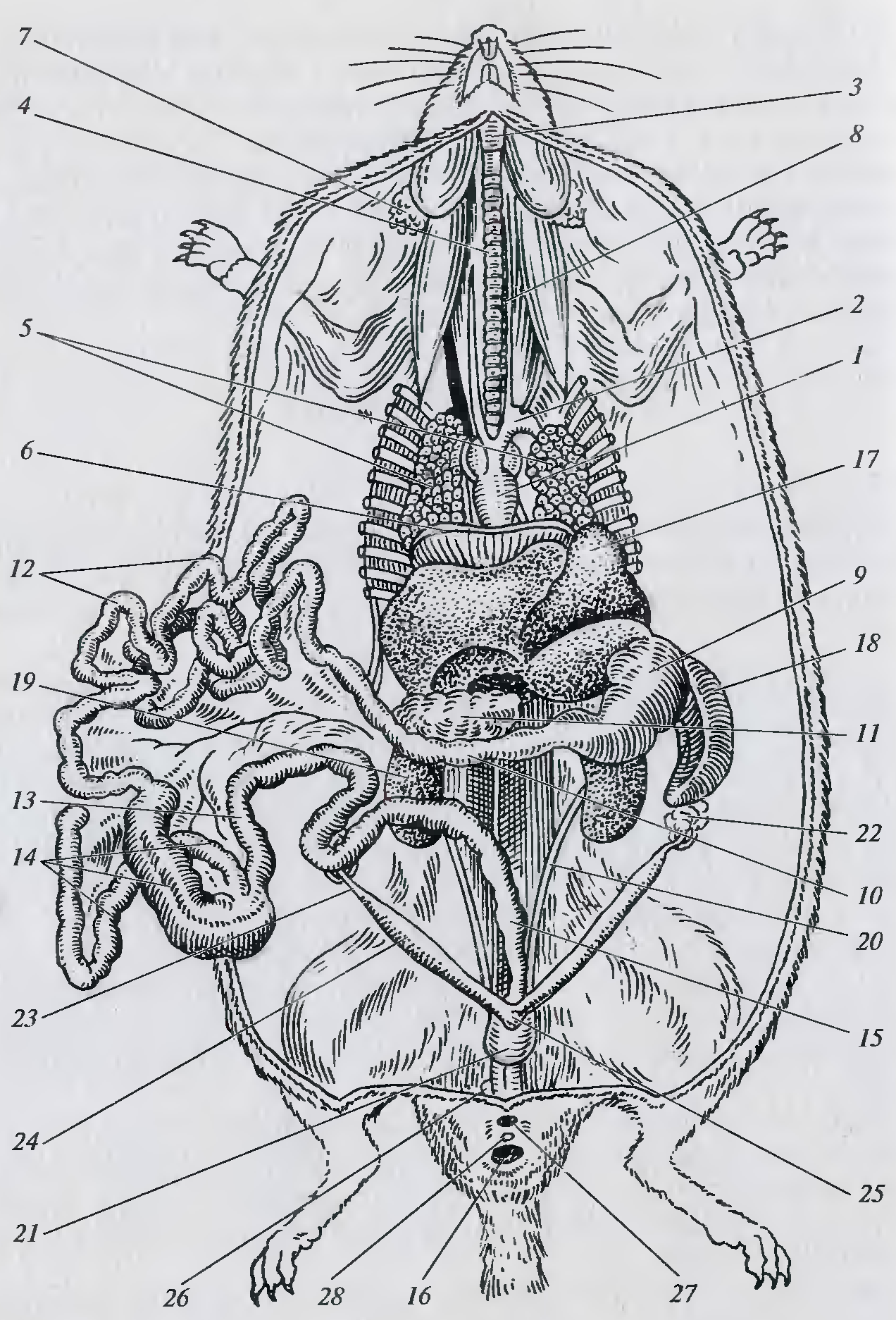 Внешнее строение крысы рисунок