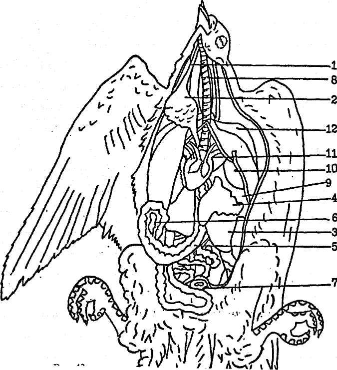 Внутреннее строение орла. Топография внутренних органов перепела. Внутреннее строение птицы схема. Общая топография внутренних органов птицы. Внутреннее строение голубя (курицы).
