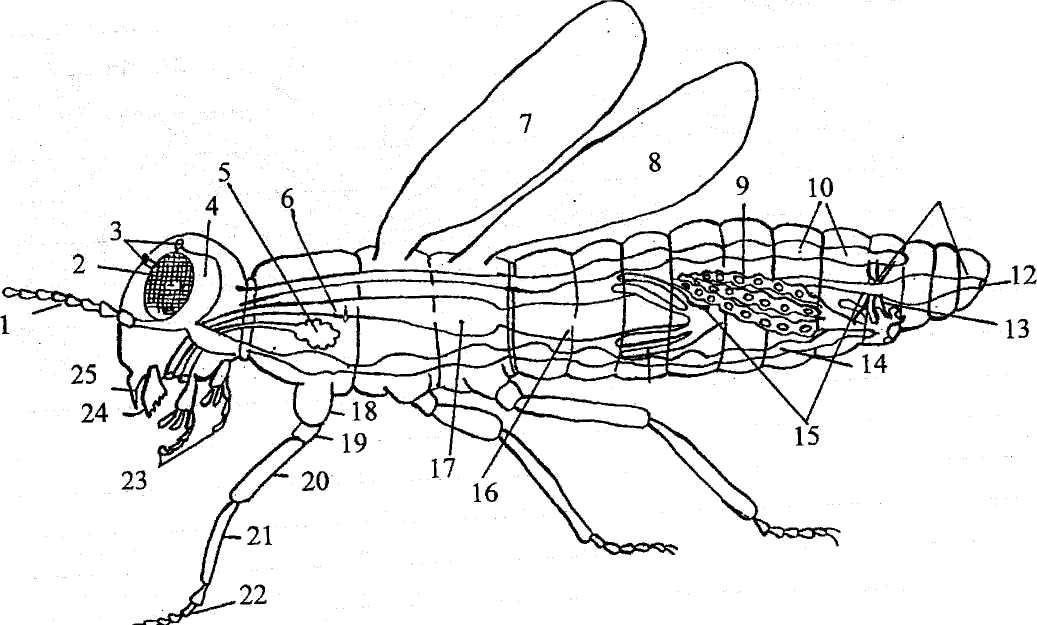 Соотнеси названия внутренних органов насекомого с точками на изображении
