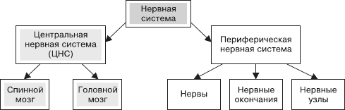 Функциональный принцип нервной системы - найдено 71 картинок