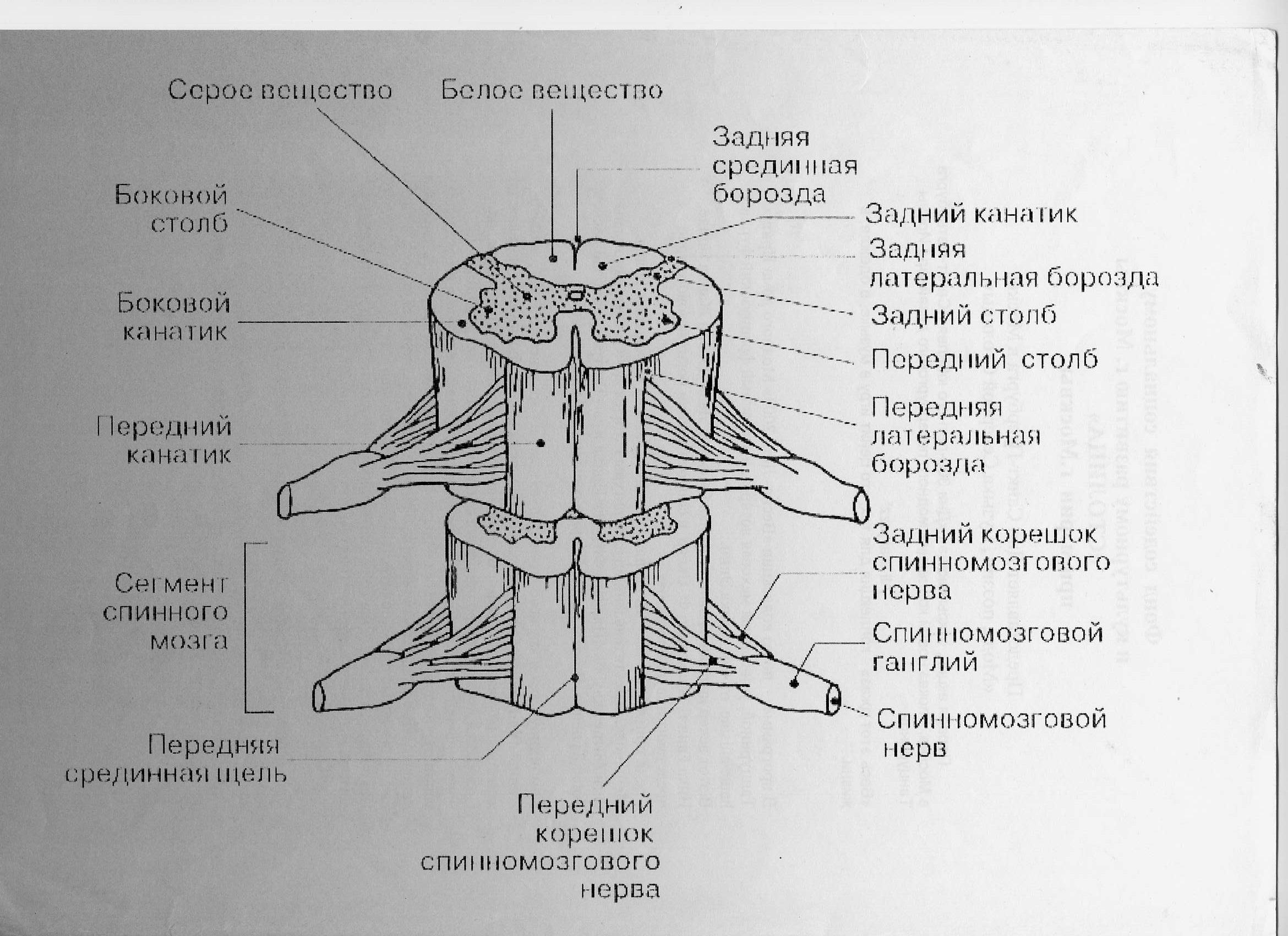 Тело и отростки расположены в спинном мозге. Спинной мозг строение анатомия в разрезе. Строение спинного мозга вид сбоку. Составные части спинного мозга. Схема сегмента спинного мозга.