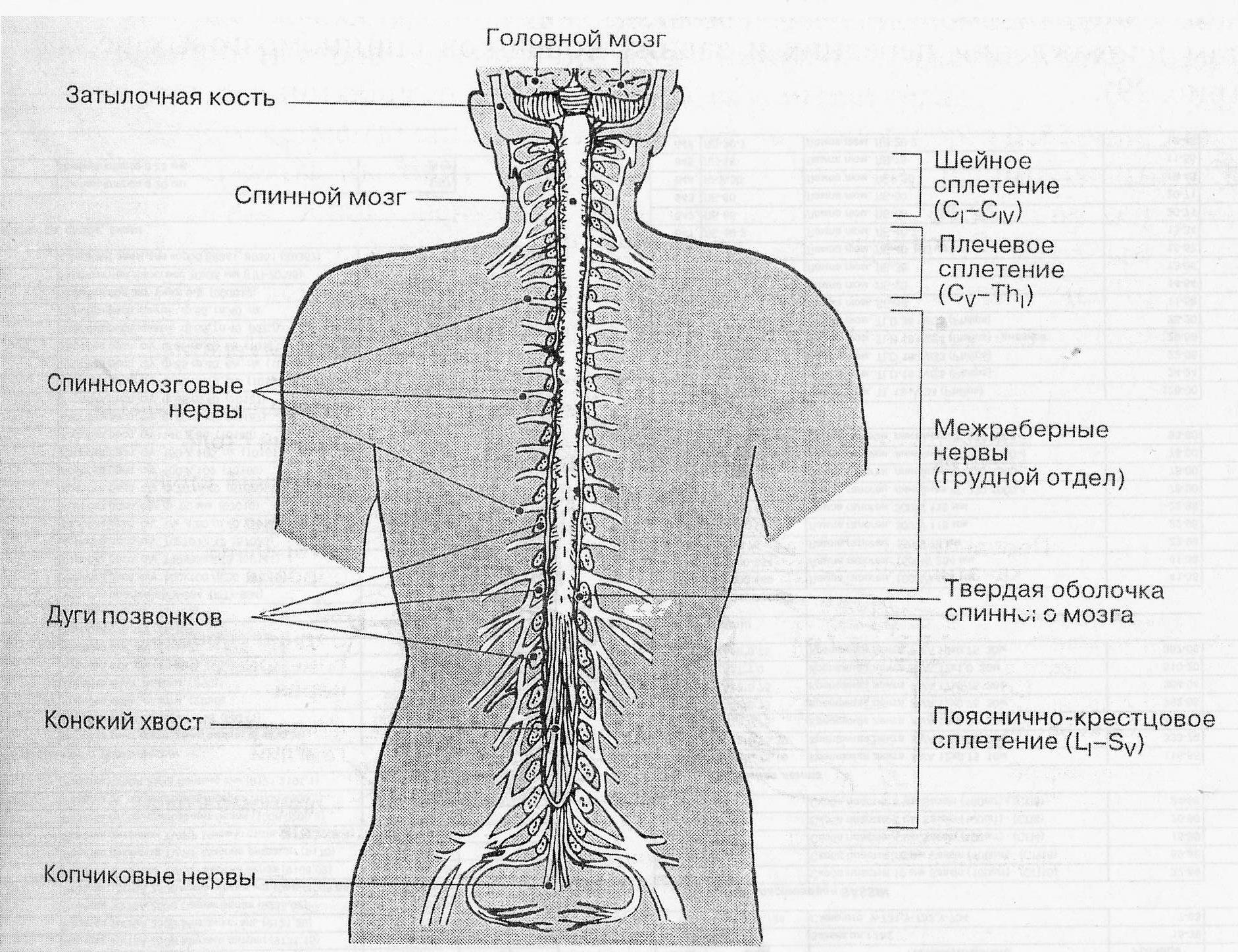 Тело и отростки расположены в спинном мозге. Спинной мозг шейный отдел анатомия. Спинномозговые нервы анатомия человека рисунок. Внешнее строение спинного мозга и спинномозговые нервы. Шейный отдел спинного мозга схема.