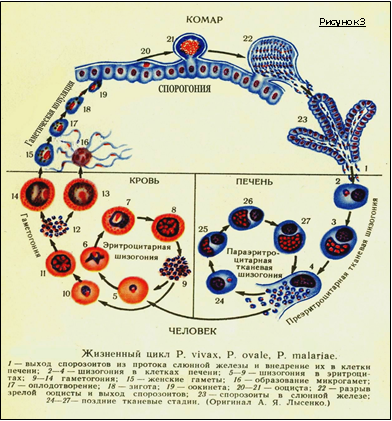 Малярийный плазмодий в кишечнике. Жизненный цикл малярийного плазмодия. Plasmodium Vivax жизненный цикл. Цикл развития малярийного плазмодия. Стадии жизненного цикла малярийного плазмодия.