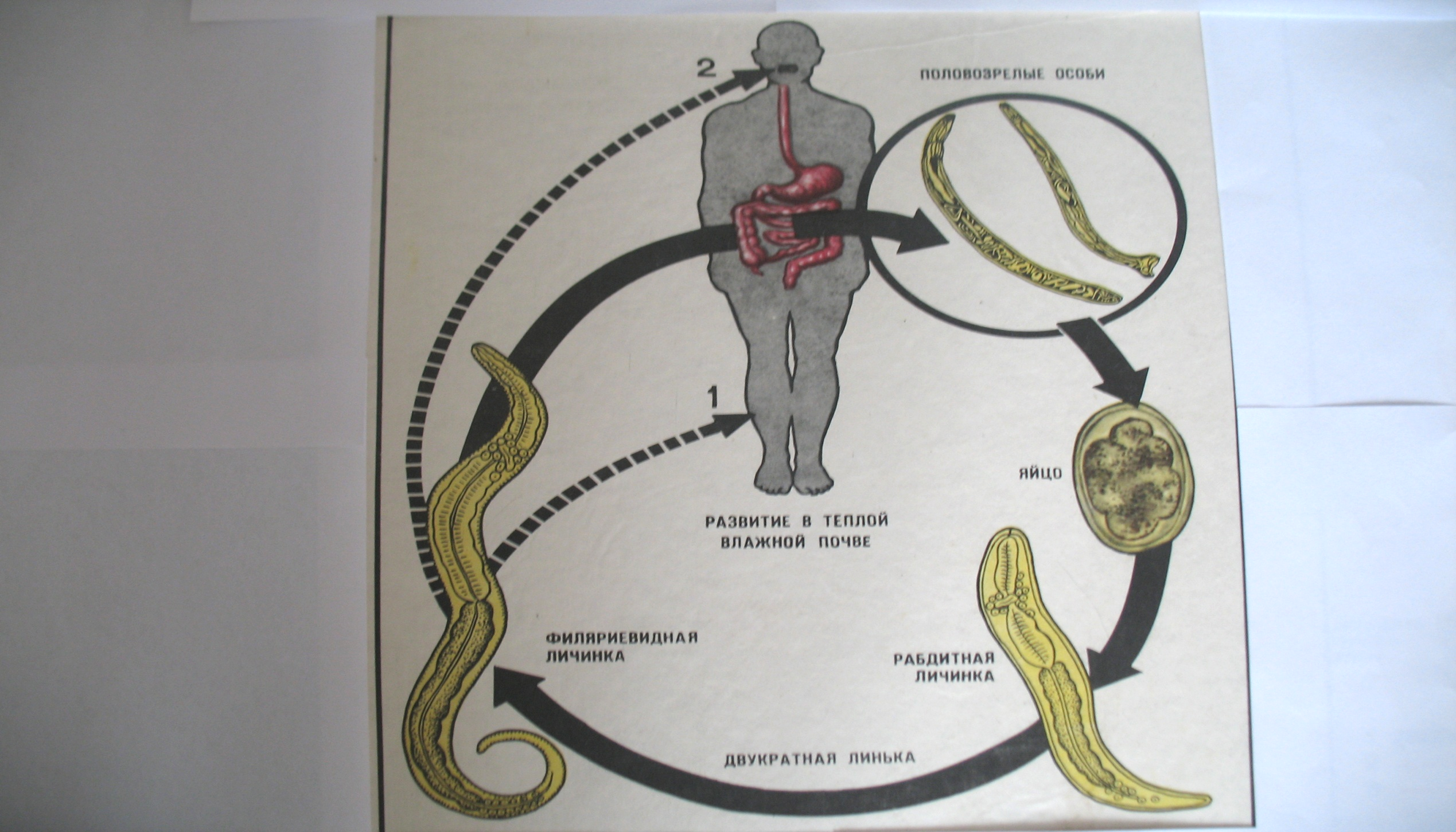 Перкутанный путь заражения. Цикл развития Ancylostoma duodenale. Цикл развития анкилостомы схема. Цикл развития кривоголовки. Анкилостомиды жизненный цикл.