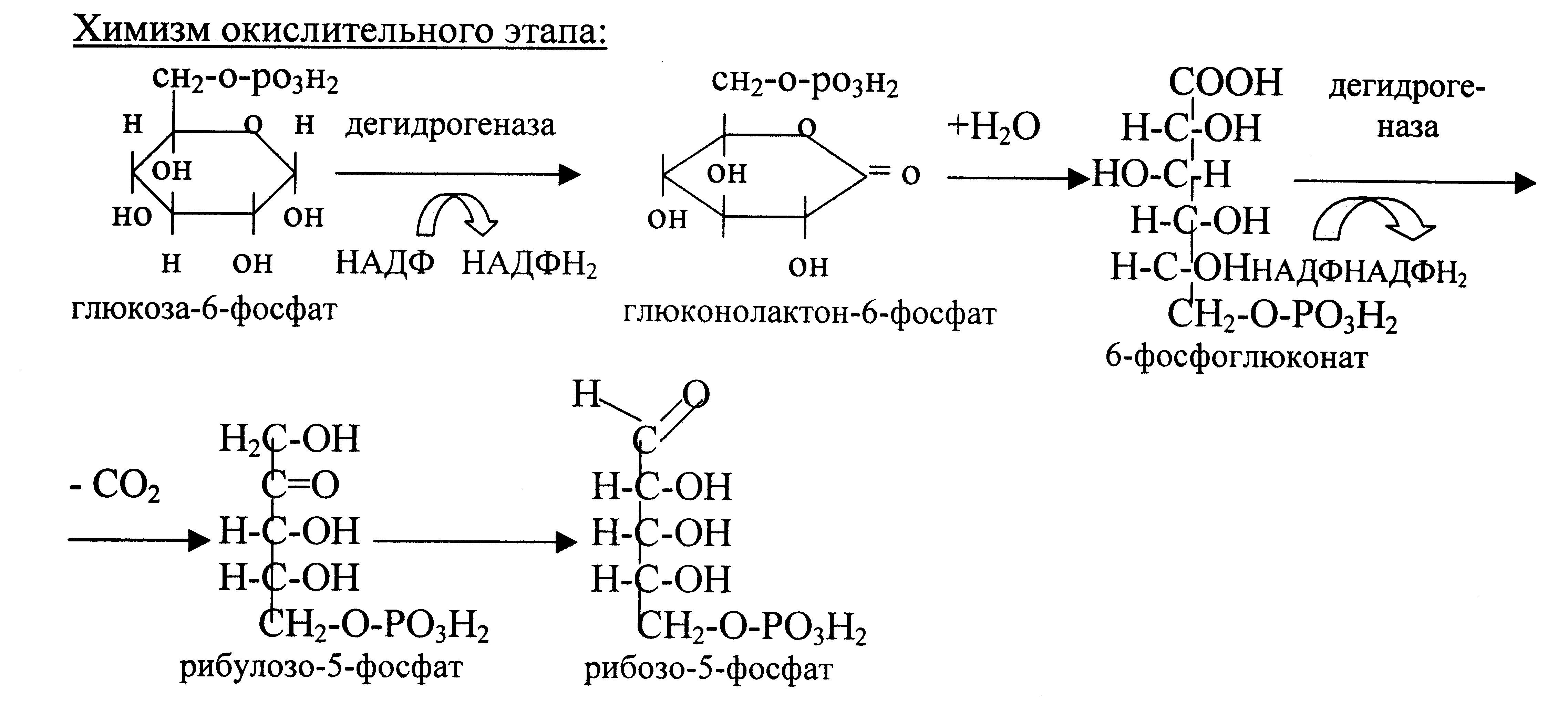 Кислоты образуются в результате превращений. Схему образования рибозо-5-фосфата. Превращение Глюкозы в рибулозо-5-фосфат. Образование рибозо 5 фосфат. Пути образования рибозо 5 фосфата.