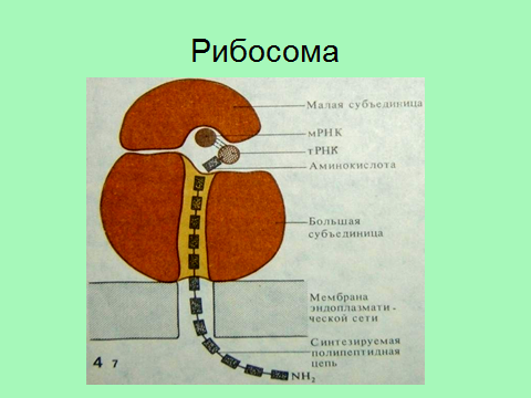 Рибосома рисунок егэ