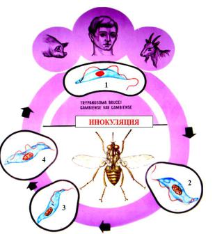 Основной хозяин муха цеце основной хозяин человек. Американский трипаносомоз жизненный цикл. Африканский трипаносомоз цикл. Трипаносома gambiense жизненный цикл. Цикл развития возбудителя сонной болезни.