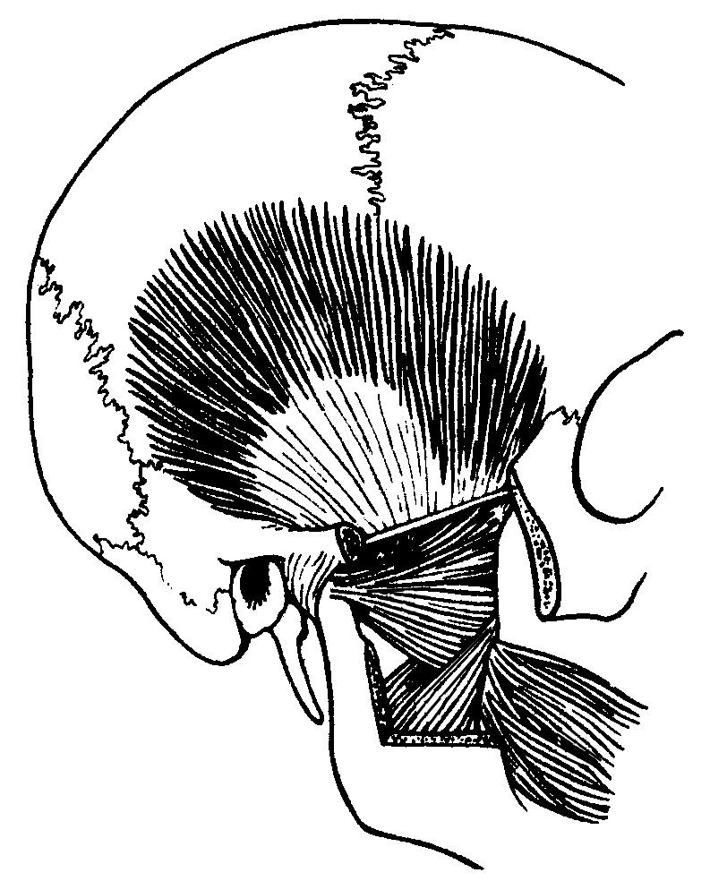 Височная мышца. Височная фасция головы. Жевательная фасция головы. Пучки височной мышцы. Жевательные мышцы.
