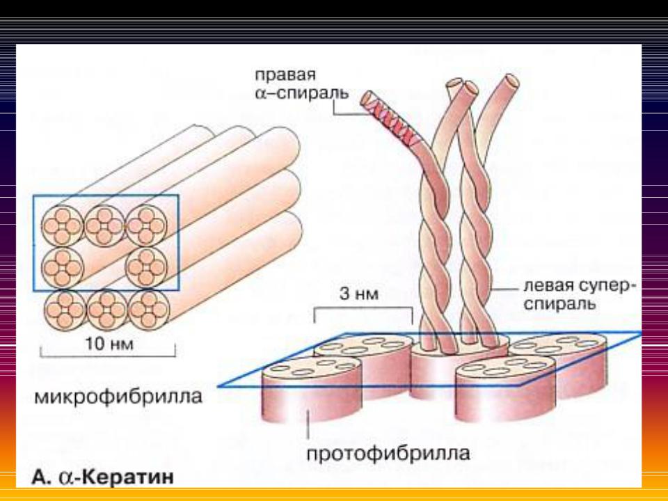 Какими тремя видами связей соединены кератиновые цепочки в волосе