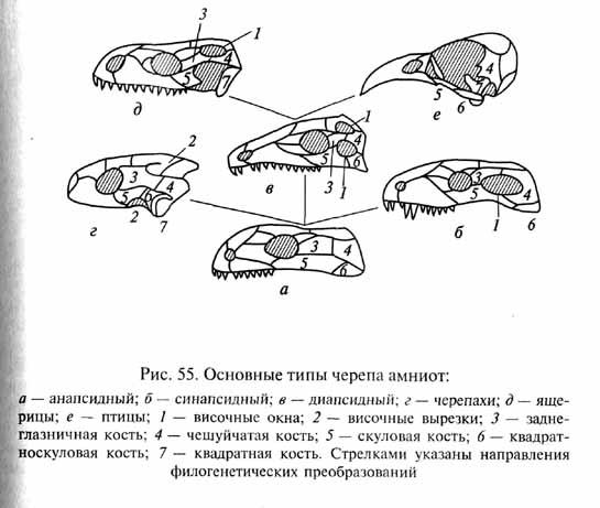 Череп крокодила схема