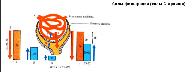 Высокое давление в капиллярном клубочке