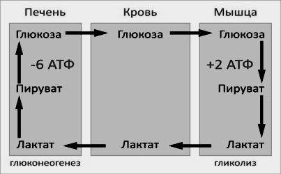 Цикл кори биохимия схема