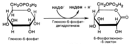 Цикл кори биохимия формула