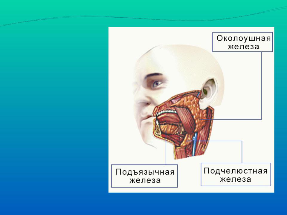 Околоушная железа является. Проток околоушной железы анатомия. Слюнные железы ротовой полости. Слюнные железы человека названия.