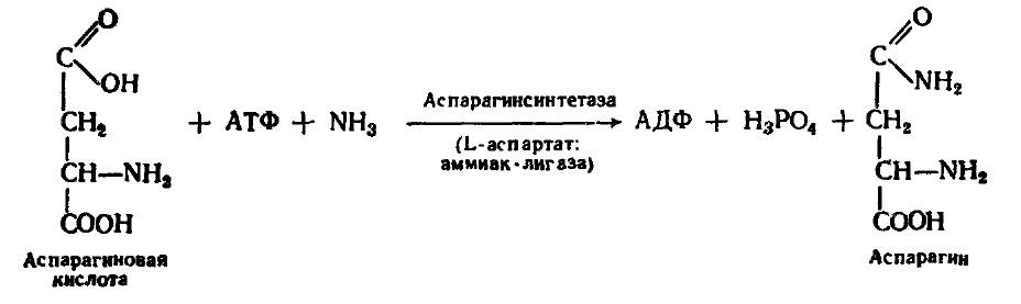 18 атф. Аспарагиновая кислота + аммиак + АТФ. Аспарагиновая кислота аммиак реакция. Ферментативный Синтез аспарагина из аспарагиновой кислоты. Взаимодействие аспарагиновой кислоты с аммиаком.