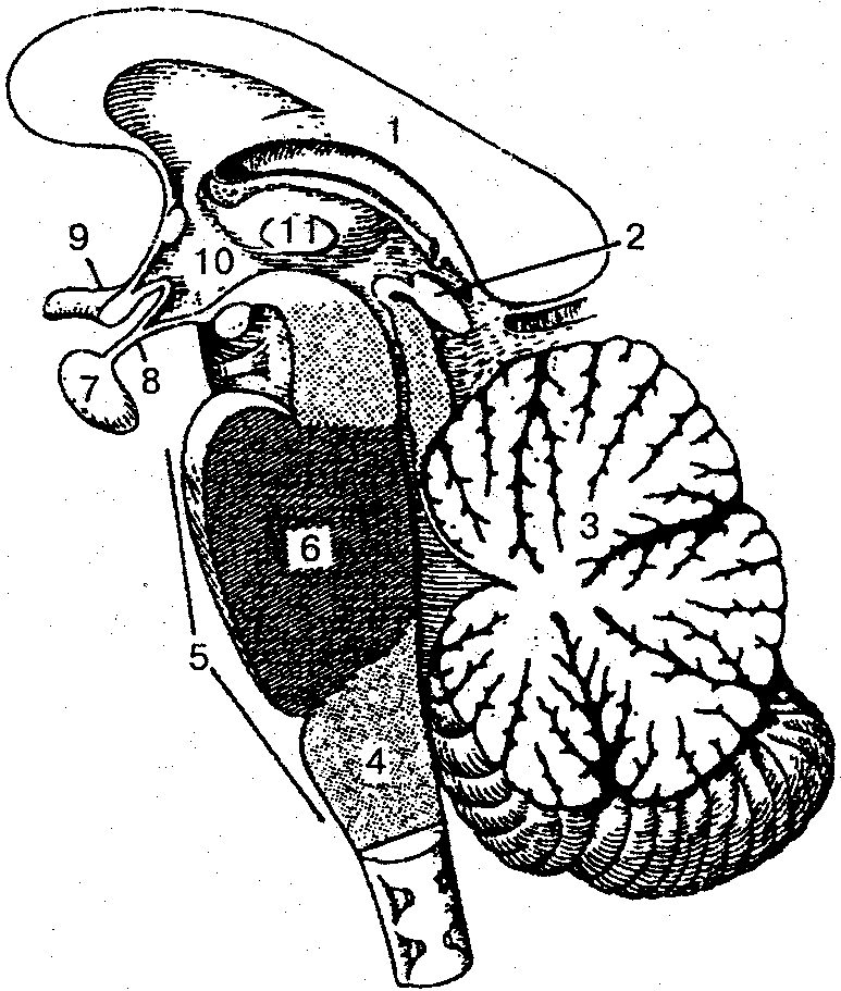 Ствол головного мозга рисунок