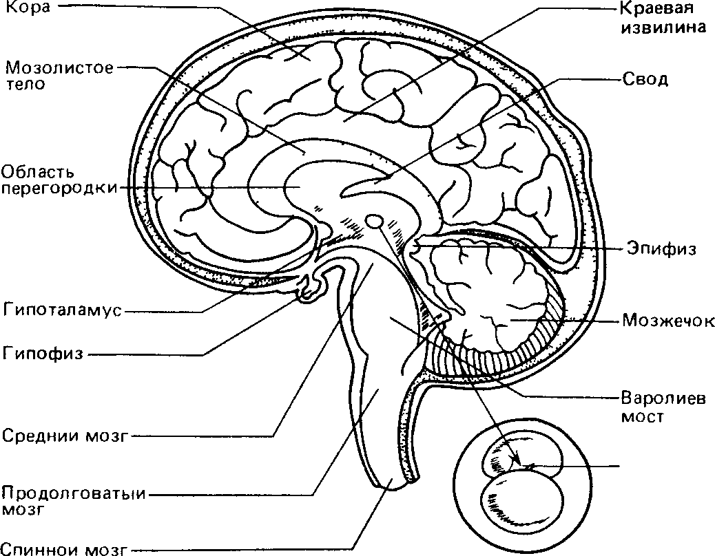 Головной мозг строение анатомия