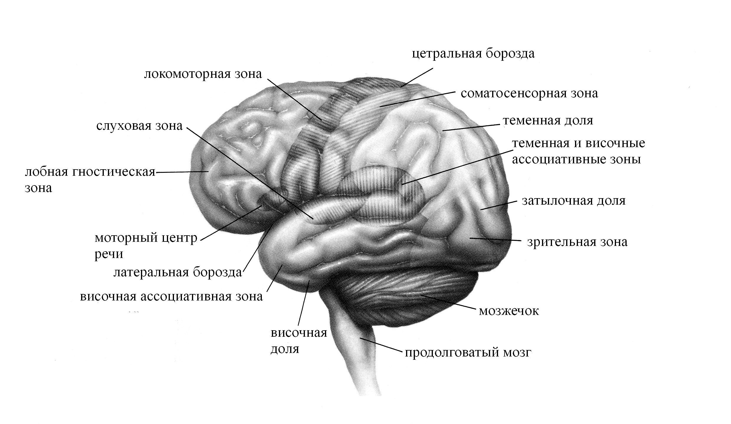 Основные зоны коры мозга