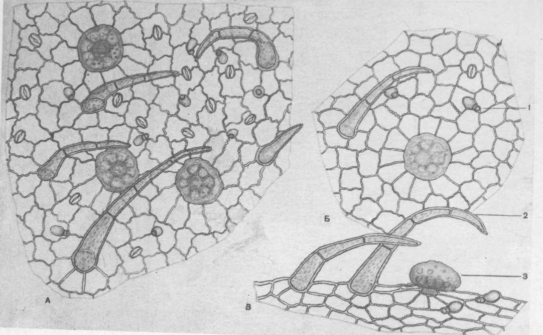 Микроскопический анализ лекарственного растительного. Микроскопия листа душицы обыкновенной. Душицы обыкновенной трава микроскопия. Душица обыкновенная микроскопия. Микроскопия листа мяты перечной.