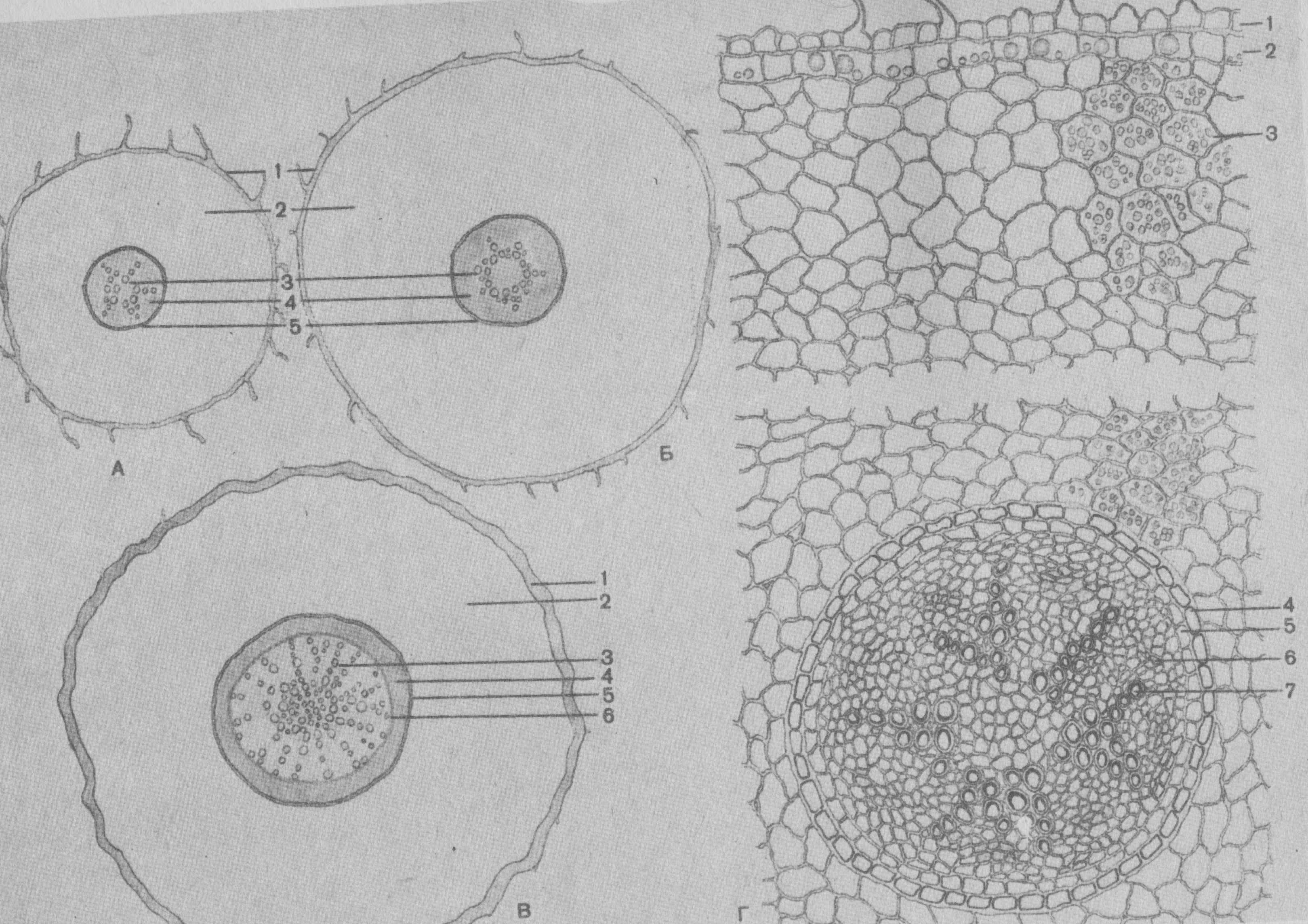 Строение одуванчика под микроскопом