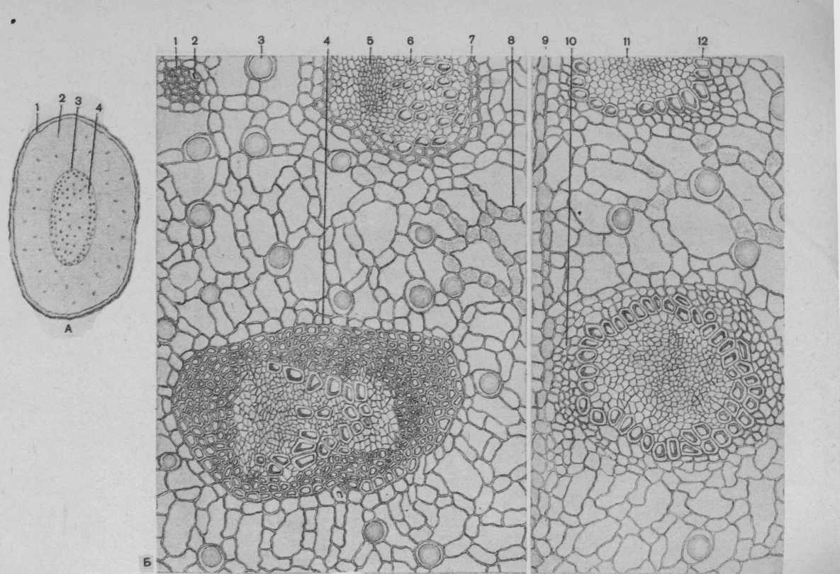 Какой микропрепарат изображен на рисунке. Корневище аира микроскопия. АИР болотный микроскопия. Микроскопия корневища аира болотного. АИР корневища микроскопия.