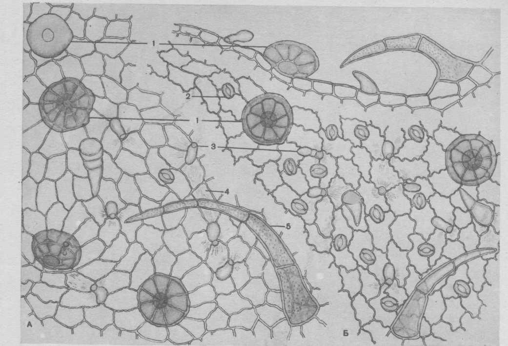 Микроскопический анализ лекарственного растительного. Микроскопия листа мяты перечной. Мята перечная микроскопия листа. Микроскопия листа мелиссы. Препарат листа мяты перечной микроскопия.