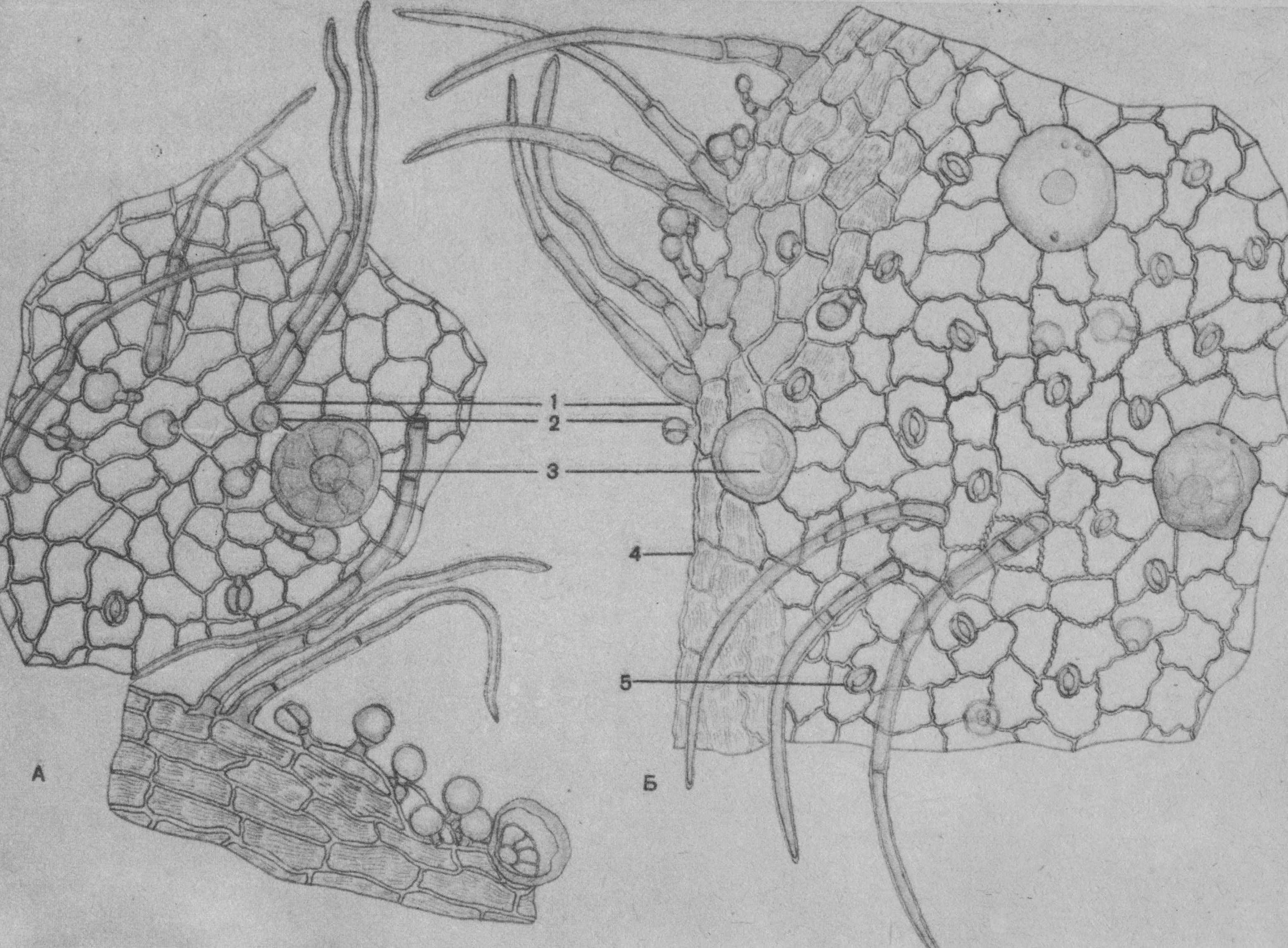 Микроскопический анализ лекарственного растительного. Листья шалфея микроскопия. Микроскопия листа шалфея лекарственного. Шалфей лекарственный микроскопия. Листья шалфея ГФ микроскопия.