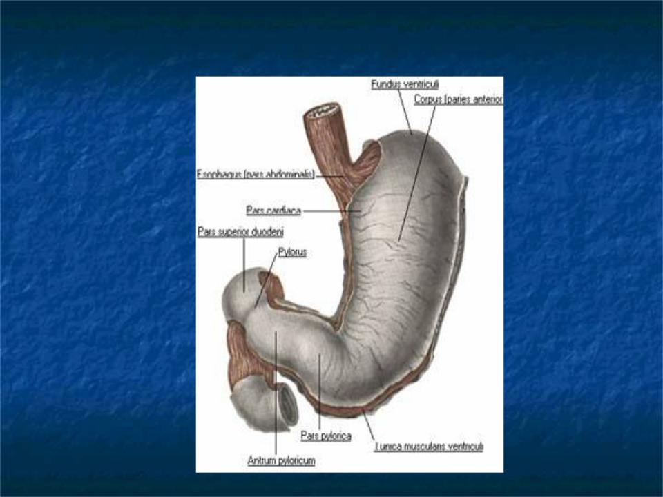 Нижняя часть желудка. Желудок анатомия человека. Строение желудка человека. Клиническая анатомия желудка.