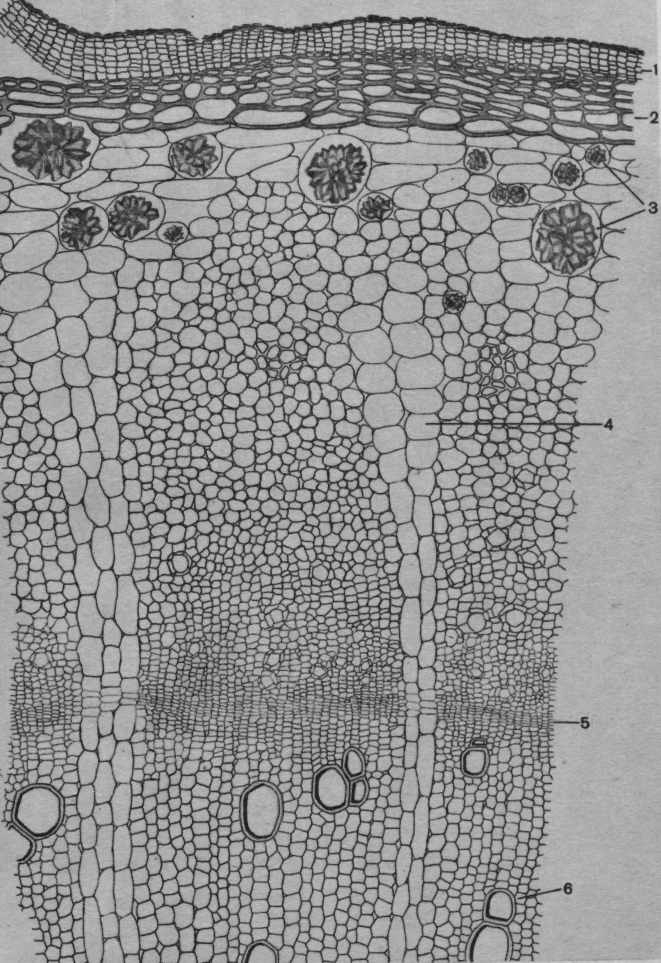 Микроскопический анализ лекарственного растительного. Корень ревеня микроскопия. Ревеня дланевидного корни микроскопия. Микроскопия корневища аира болотного. Корневище кубышки микроскопия.