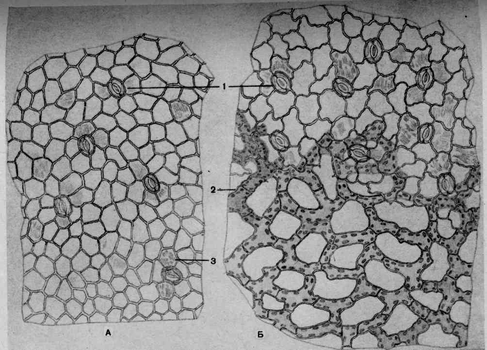 Микроскопический анализ лекарственного растительного. Микроскопия календулы лекарственной цветки. Лист горца почечуйного микроскопия. Ноготков лекарственных цветки микроскопия. Микроскопия цветков календулы.