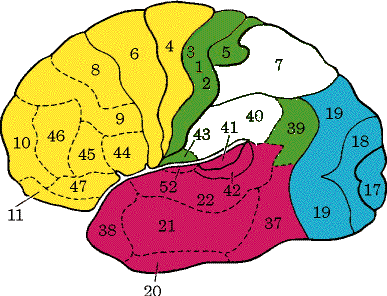 Карта бродмана с нумерацией