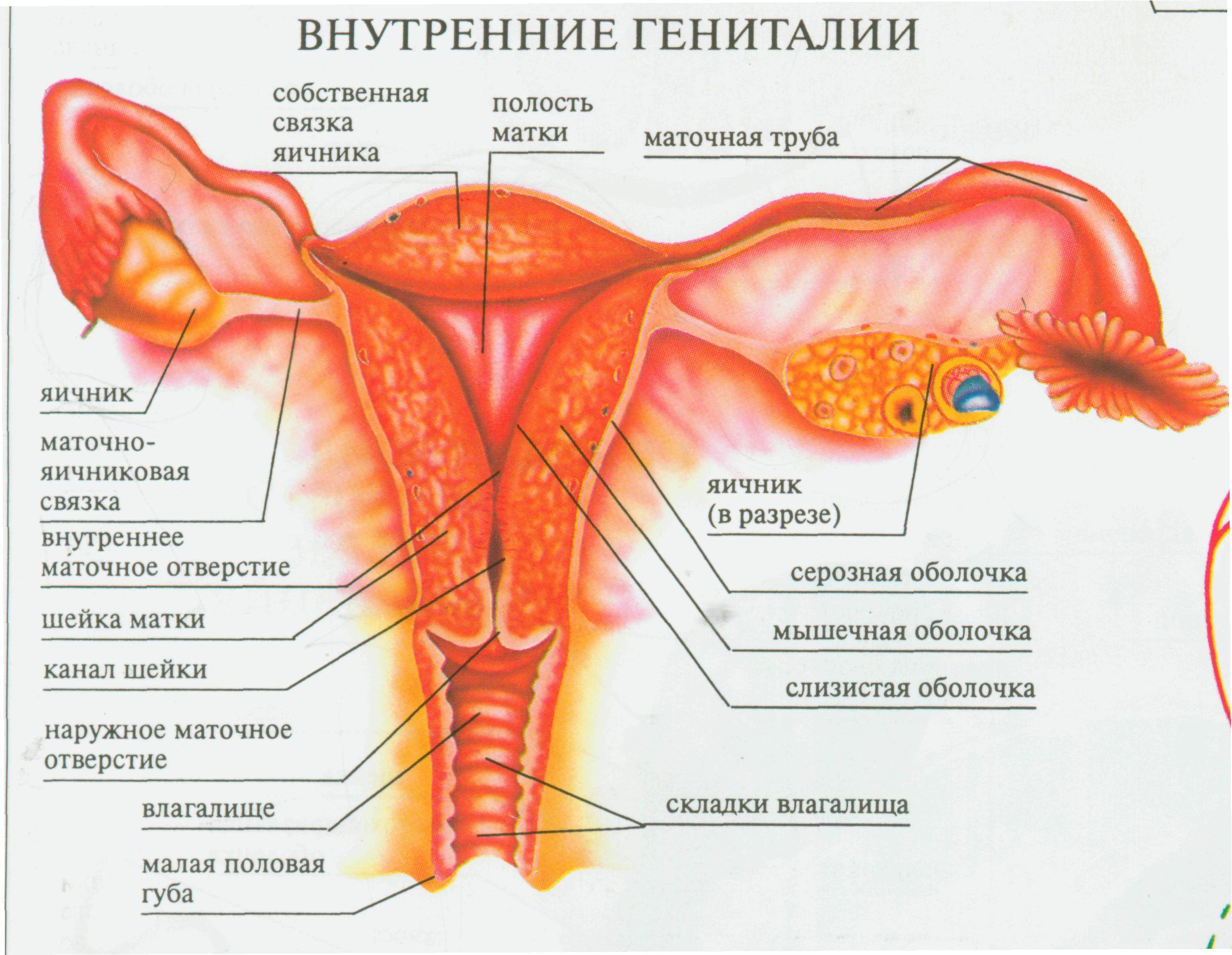 Наружные женские половые органы