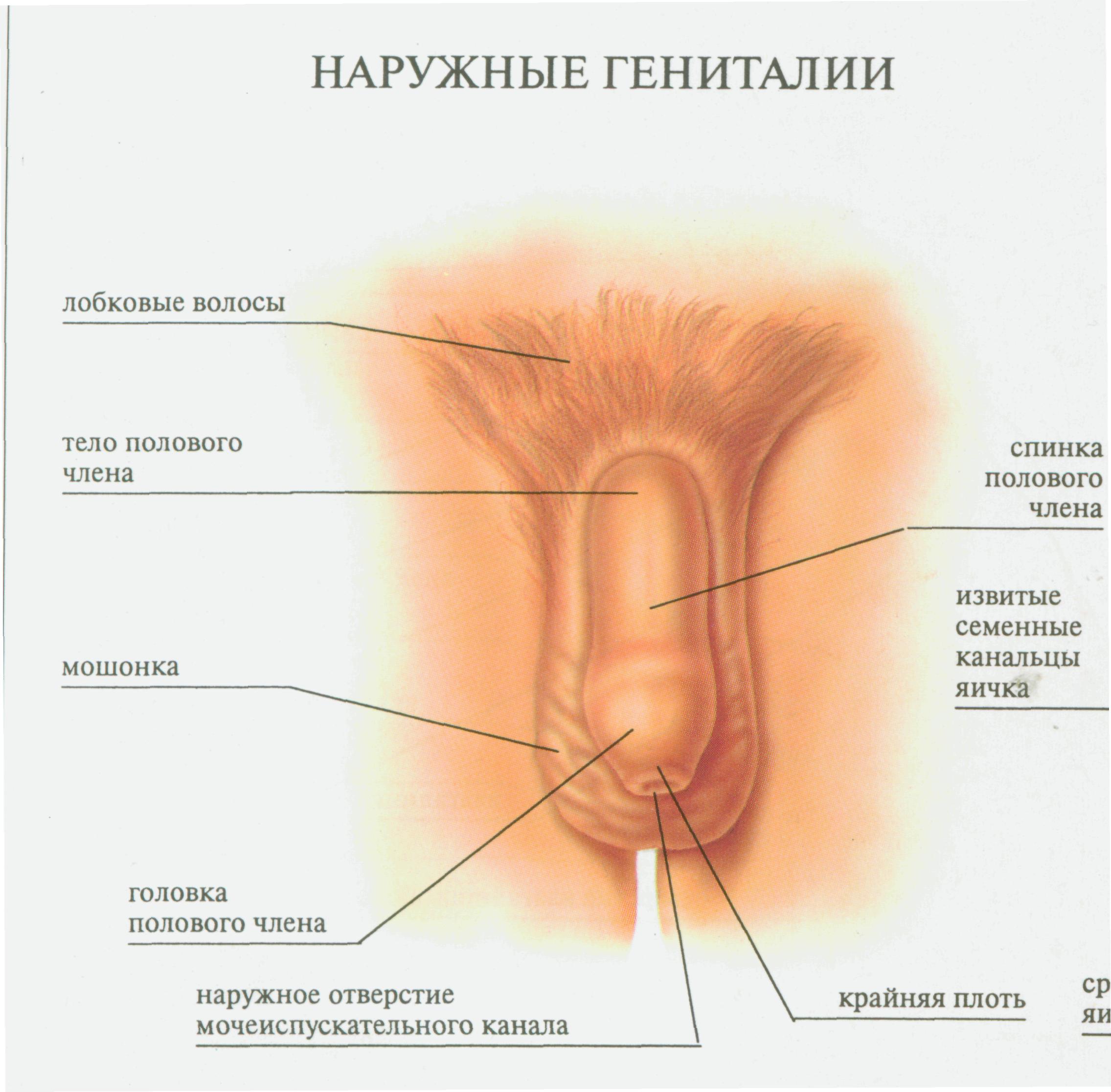 голые женские и мужские органы фото 74