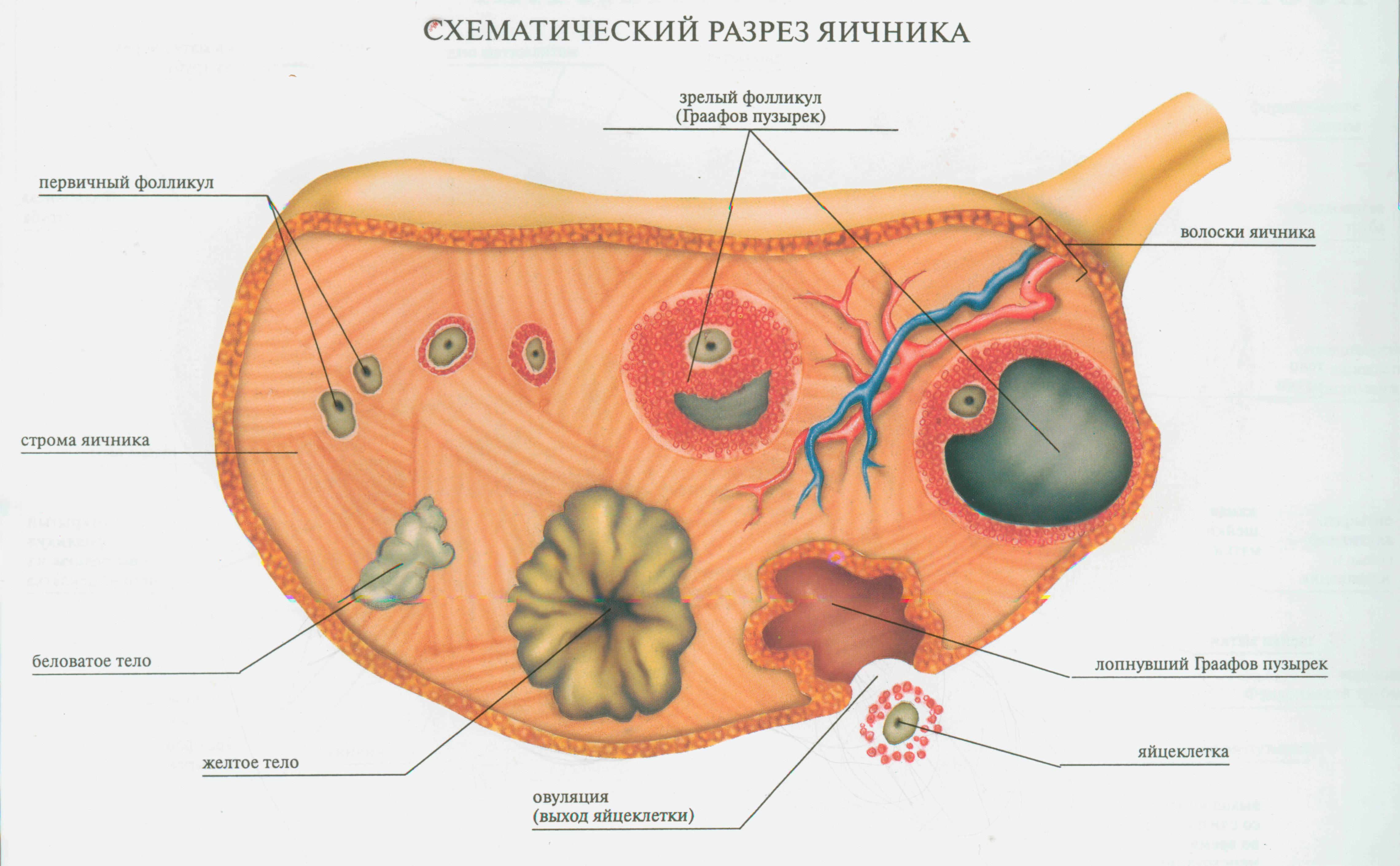 Внутреннее строение яичника. Строение яичников анатомия. Строение женского яичника анатомия. Схема разреза яичника. Фронтальный разрез яичника.