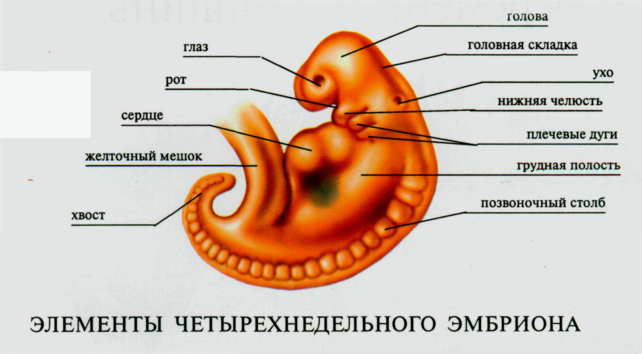 К какой стенке прикрепляется эмбрион