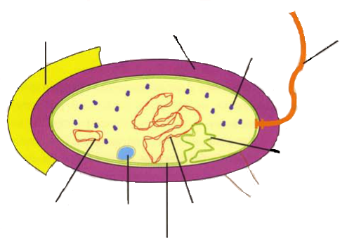 2 мезосома. Прокариотическая клетка без подписей. Прокариотическая клетка рисунок без подписей. Ядерный аппарат бактерий. Карточка Прокариотическая клетка.