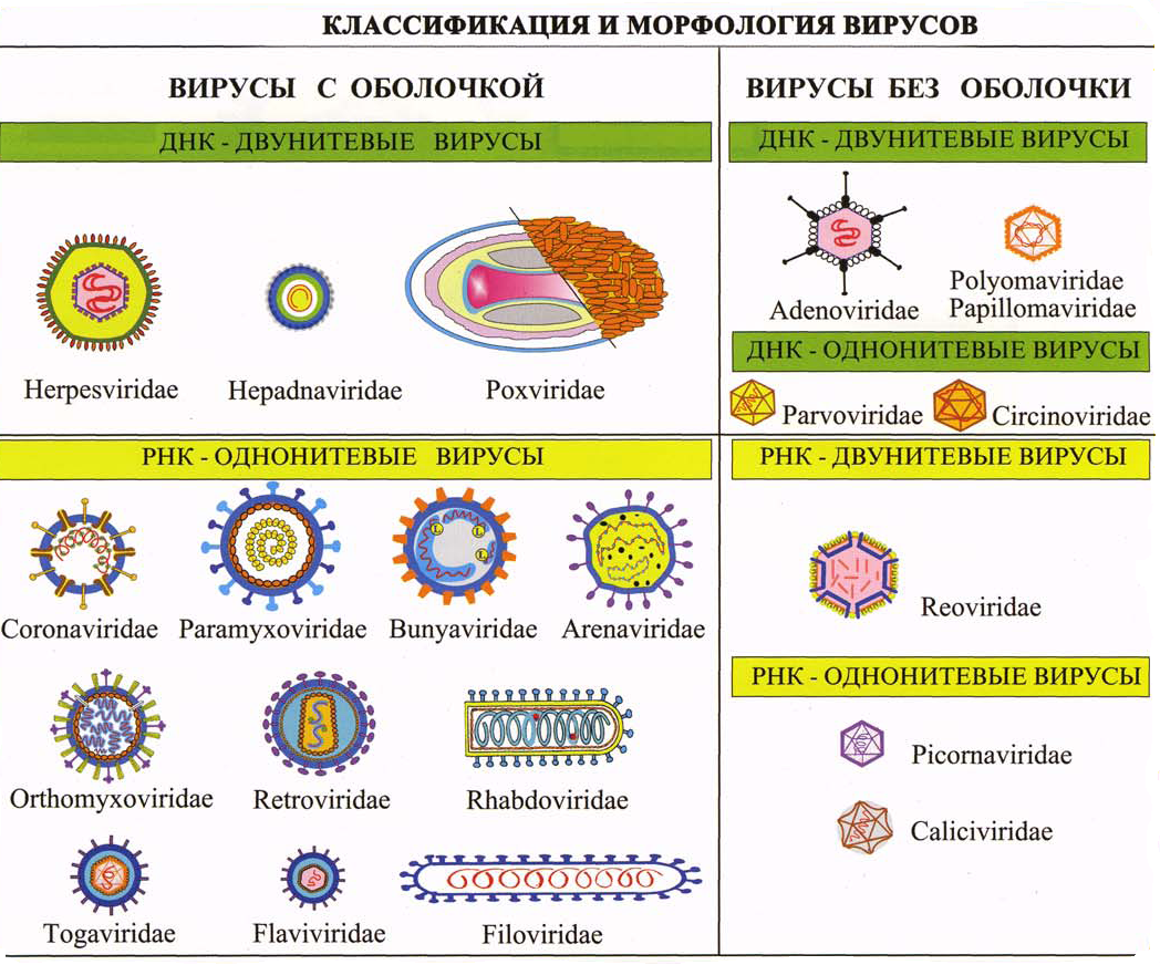 3 группы вирусов. Классификация биологических вирусов. Классификация вирусов биология. Классификация вирусов схема биология. ДНК содержащие вирусы морфология.