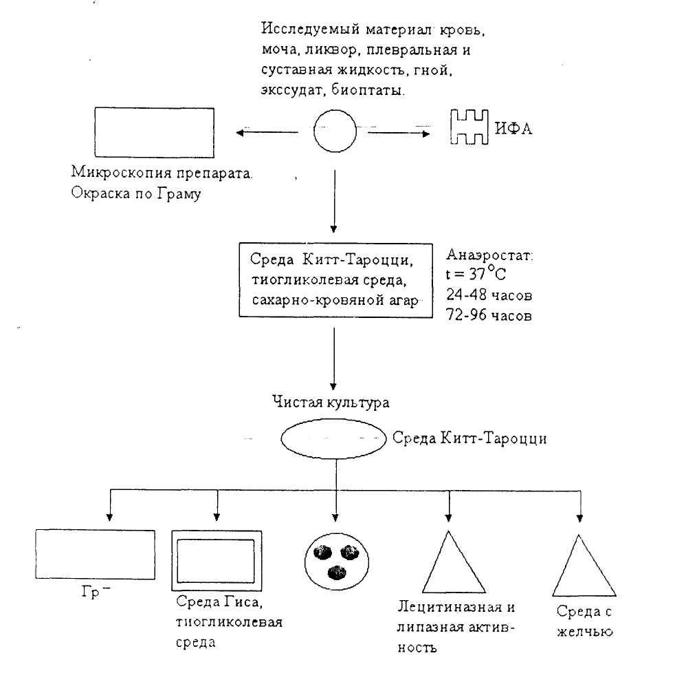 Схема лабораторной диагностики дифтерии