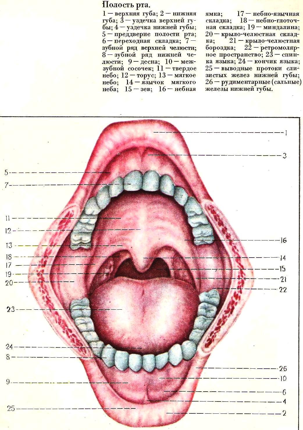 Переходная складка слизистой. Переходная складка ротовой полости. Переходная складка слизистой оболочки рта. Анатомия складок слизистой оболочки полости рта. Слизистая ротовой полости анатомия.