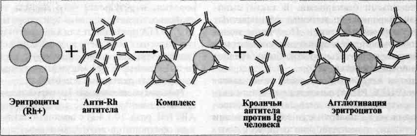 Реакция агглютинации антиген. Реакция Кумбса микробиология схема. Реакция антиген-антитело. Реакция Кумбса. Реакция Кумбса механизм. Реакция агглютинации Кумбса.