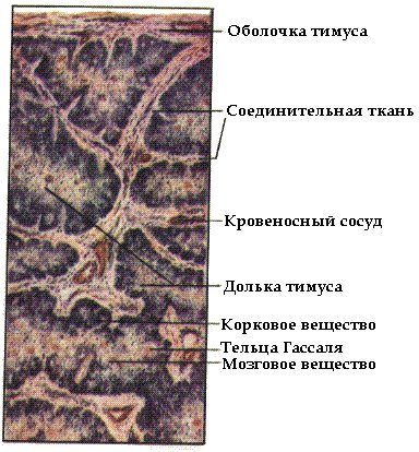 Тимус источник развития общий план строения функция