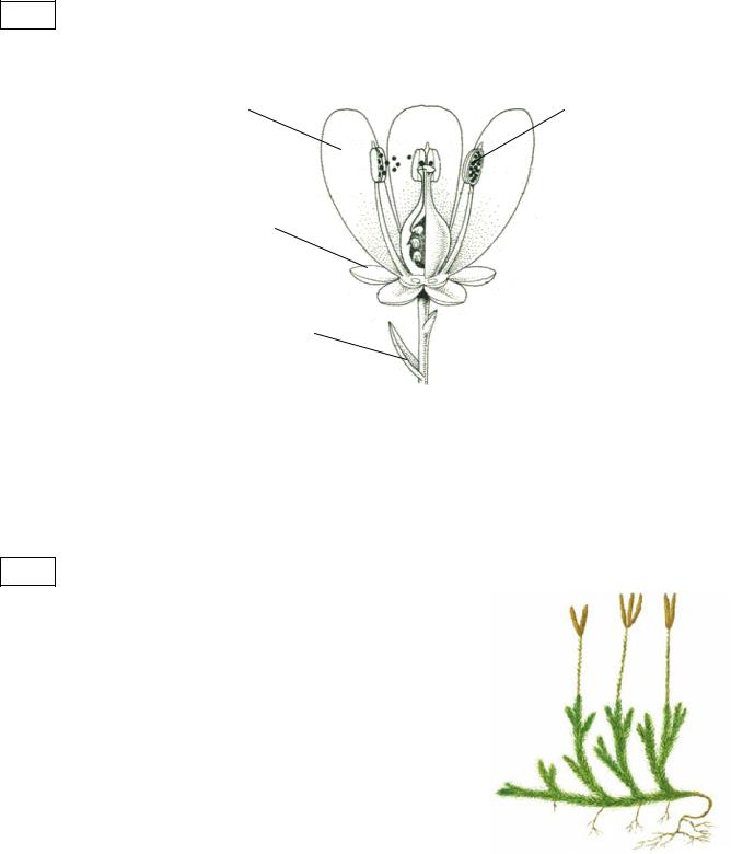 На рисунке 1 изображено растение и внутреннее. Строение цветка половое размножение. Схема строения цветка часть размножения. Части цветка участвующие в половом размножении. Часть цветка участвующая в размножении растений.