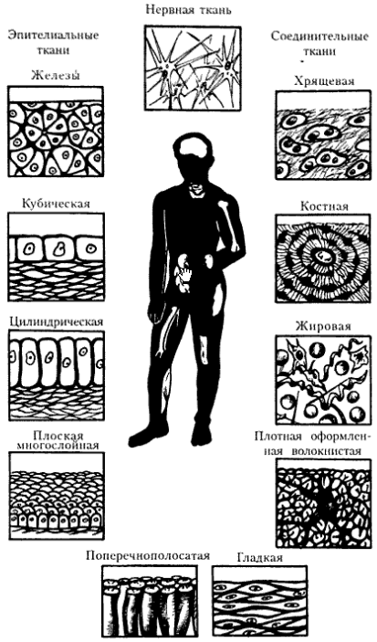 Названия тканей человека