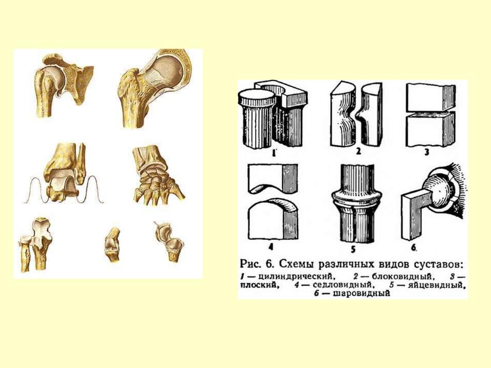 Какой сустав изображен. Цилиндрический и блоковидный сустав. Классификация суставов по форме суставных поверхностей схема. Блоковидные суставы у человека. Цилиндрический сустав блоковидный винтообразный.