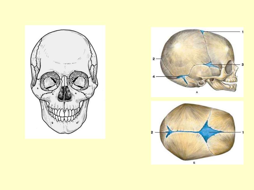 6 родничков. Роднички новорожденного анатомия черепа. Роднички черепа у новорожденных анатомия. Строение родничков черепа. Строение родничков черепа новорожденного.