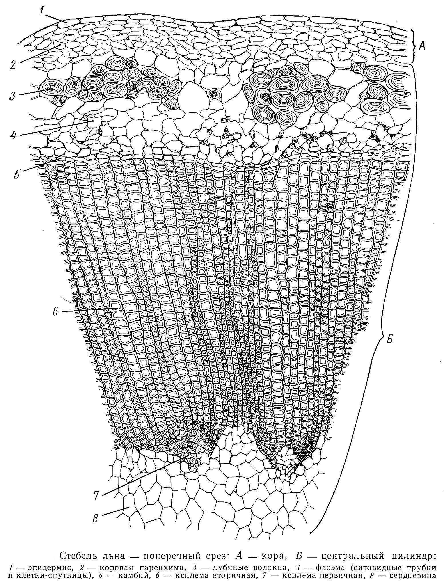 Анатомическое строение стебля травянистых растений
